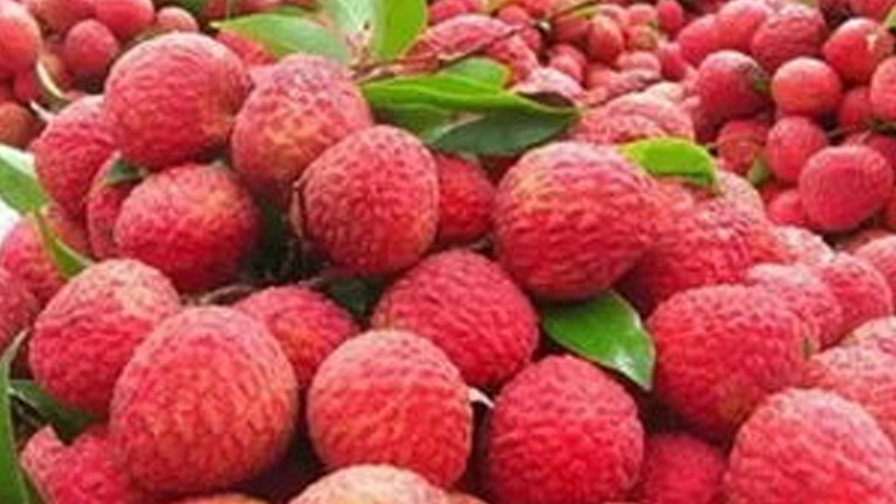 日啖荔枝三百顆？小心惹上“荔枝病”