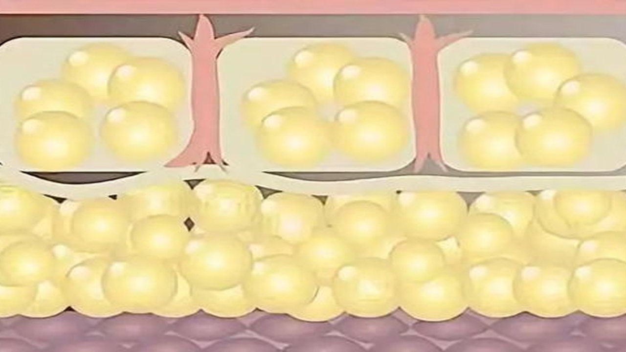 脂肪中小分子“作惡”，影響糖尿病患者認(rèn)知