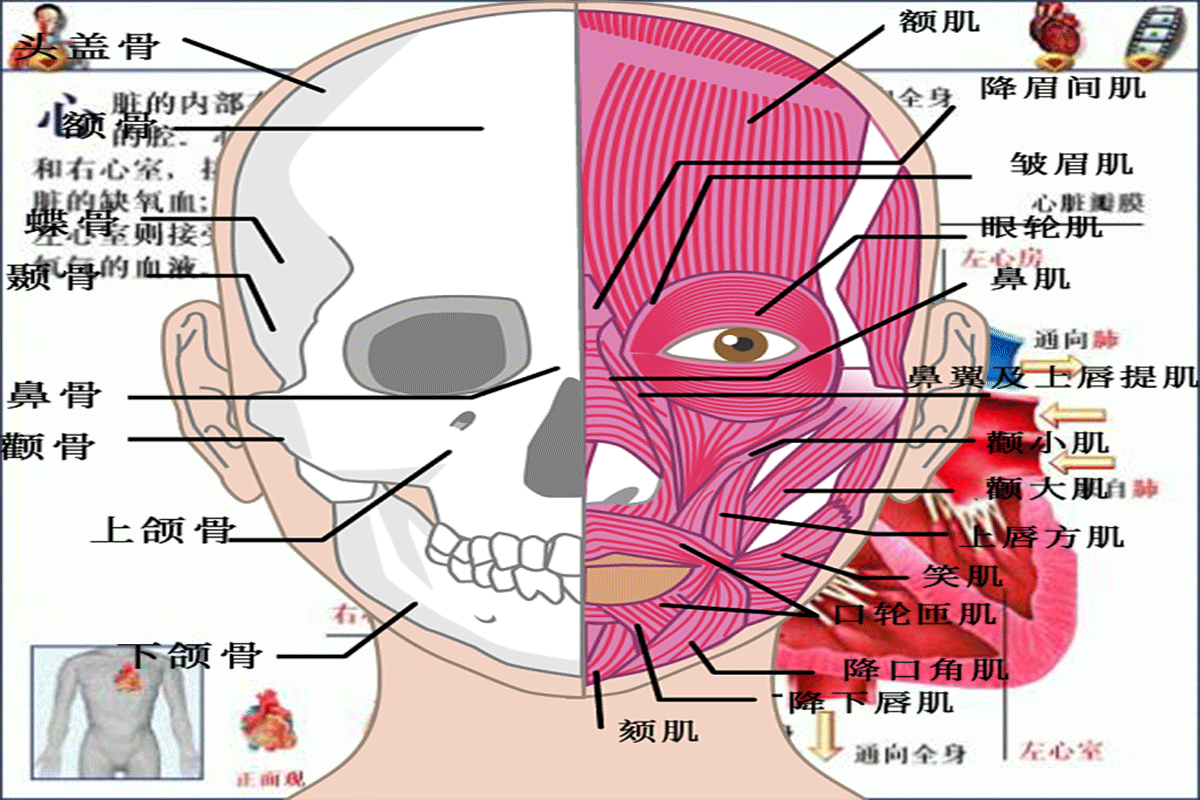 磁共振成像新技術(shù)“看清”大腦神經(jīng)活動